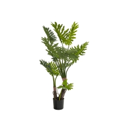 Φυτό Φυλλόδεντρο Σε Μαύρη Πλαστική Γλάστρα 160cm - 28985116