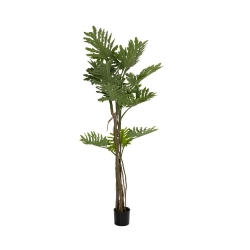 Φυτό Φυλλόδεντρο Σε Μαύρη Πλαστική Γλάστρα 190cm - 28985115