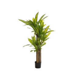 Φυτό Γιούκα Σε Μαύρη Πλαστική Γλάστρα 140cm - 28985110